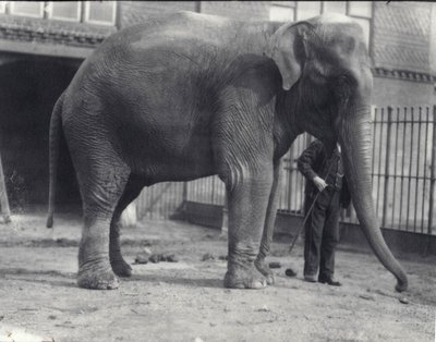 1914年4月、ロンドン動物園で飼育係と一緒にいるインド象、アッサムルキ 作： Frederick William Bond